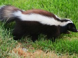 Skunk Zorrillo Mephitidae Mofeta