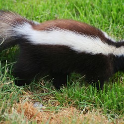 Skunk Zorrillo Mephitidae Mofeta