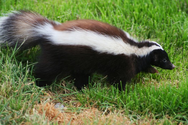 Skunk Zorrillo Mephitidae Mofeta