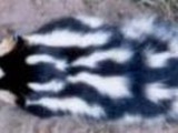 Skunk sri spotted skunk Mephitidae Mofeta
