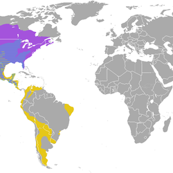 Skunk_genera_ranges