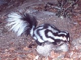 Spotted Skunk Spilogale gracilis Mephitidae Mofeta