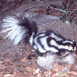 Spotted Skunk Spilogale gracilis Mephitidae Mofeta