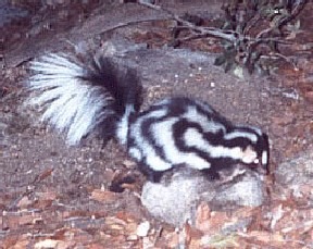 Spotted Skunk Spilogale gracilis Mephitidae Mofeta