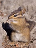 Chipmunk Squirrel  Chipmunk Tamias Ardilla (2)