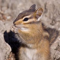 Chipmunk Squirrel  Chipmunk Tamias Ardilla (2)