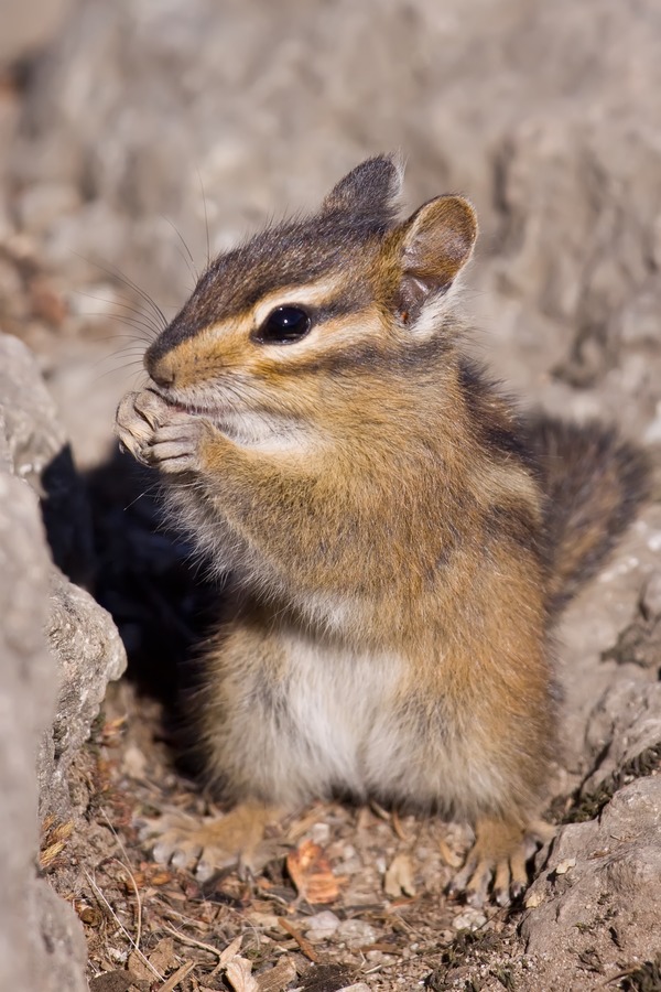 Chipmunk Squirrel  Chipmunk Tamias Ardilla (2)