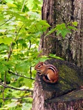 Chipmunk Squirrel  Glen State Park Chipmunk Tamias Ardilla