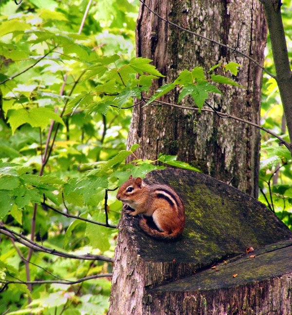 Chipmunk Squirrel  Glen State Park Chipmunk Tamias Ardilla