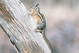 Chipmunk Photo Gallery