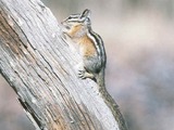 Chipmunk Squirrel  chipmunk Tamias Ardilla (3)