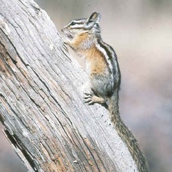 Chipmunk Squirrel  chipmunk Tamias Ardilla (3)