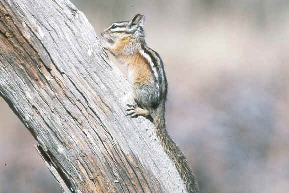 Chipmunk Squirrel  chipmunk Tamias Ardilla (3)