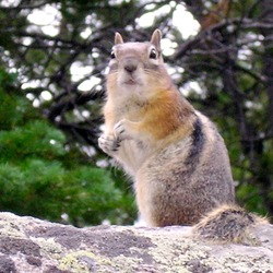 Chipmunk Squirrel  rodent Tamias Ardilla