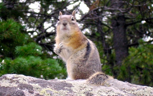 Chipmunk Squirrel  rodent Tamias Ardilla