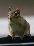 Chipmunk Squirrel Chipmunk (Tamias striatus)  Tamias Ardilla