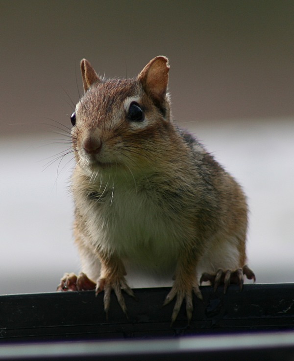 Chipmunk Squirrel Chipmunk (Tamias striatus)  Tamias Ardilla