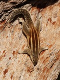 Chipmunk Squirrel Chipmunk India  Tamias Ardilla