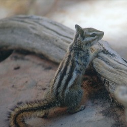 Chipmunk Squirrel Chipmunk Tamias Ardilla