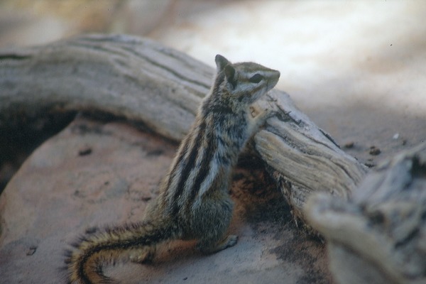 Chipmunk Squirrel Chipmunk Tamias Ardilla