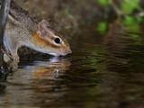 Chipmunk Squirrel Chipmunk- Tamias Ardilla