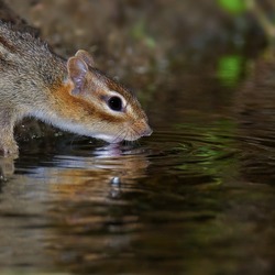 Chipmunk Squirrel Chipmunk- Tamias Ardilla