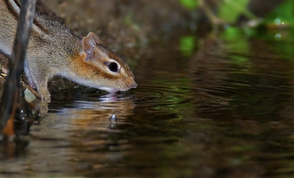 Chipmunk Squirrel Chipmunk- Tamias Ardilla