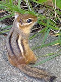 Chipmunk Squirrel Chipmunk-Tamias Tamias Ardilla