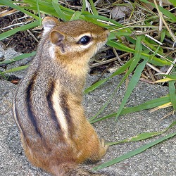 Chipmunk Squirrel Chipmunk-Tamias Tamias Ardilla