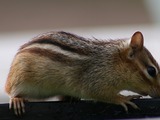 Chipmunk Squirrel Chipmunk2_(Tamias_striatus) Tamias Ardilla