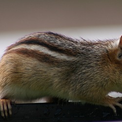 Chipmunk Squirrel Chipmunk2_(Tamias_striatus) Tamias Ardilla