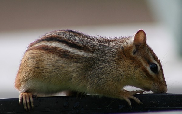 Chipmunk Squirrel Chipmunk2_(Tamias_striatus) Tamias Ardilla