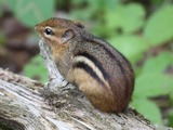 Chipmunk Squirrel Chipmunk_001 Tamias Ardilla