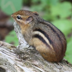 Chipmunk Squirrel Chipmunk_001 Tamias Ardilla