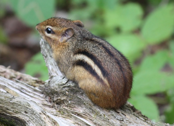 Chipmunk Squirrel Chipmunk_001 Tamias Ardilla