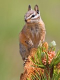 Chipmunk Squirrel Chipmunk_2006 Tamias Ardilla