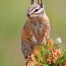 Chipmunk Squirrel Chipmunk_2006 Tamias Ardilla