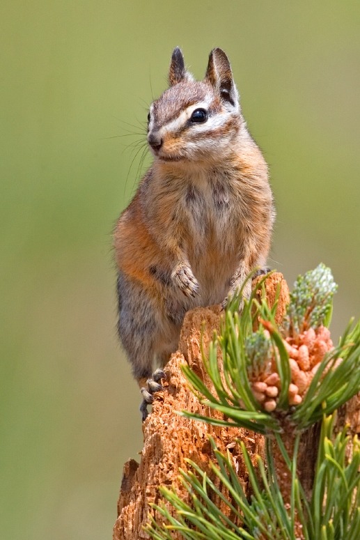 Chipmunk Squirrel Chipmunk_2006 Tamias Ardilla