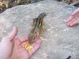 Chipmunk Squirrel Chipmunk_222 Tamias Ardilla