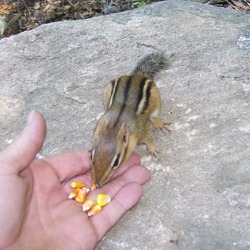 Chipmunk Squirrel Chipmunk_222 Tamias Ardilla