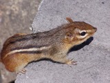 Chipmunk Squirrel Chipmunk_Eastern1 Tamias Ardilla