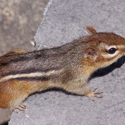 Chipmunk Squirrel Chipmunk_Eastern1 Tamias Ardilla