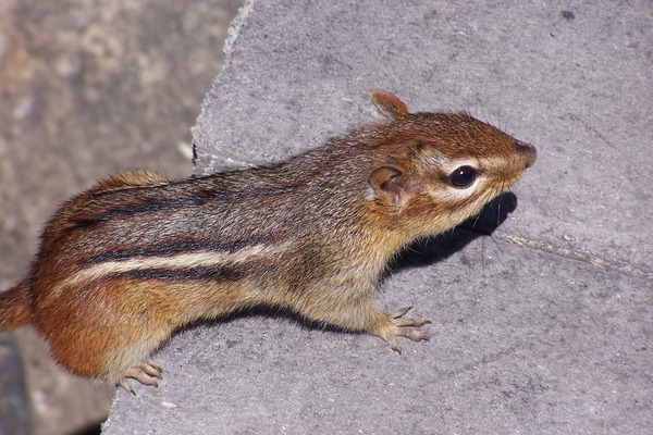 Chipmunk Squirrel Chipmunk_Eastern1 Tamias Ardilla