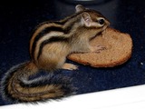 Chipmunk Squirrel Chipmunk_bread Tamias Ardilla