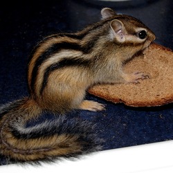 Chipmunk Squirrel Chipmunk_bread Tamias Ardilla