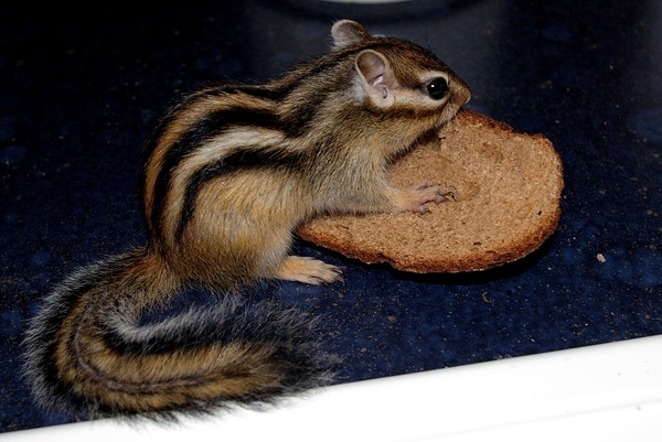 Chipmunk Squirrel Chipmunk_bread Tamias Ardilla