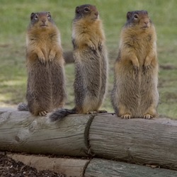 Chipmunk Squirrel Chipmunks Tamias Ardilla