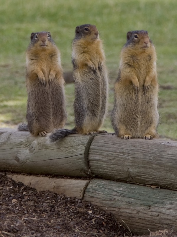 Chipmunk Squirrel Chipmunks Tamias Ardilla