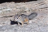 Small Land Mammals