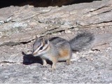 Chipmunk Squirrel Cliff chipmunk Tamias Ardilla